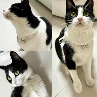 2 Pieces Cute Small Dog Cat Pearl Collars Necklace Set with Crystal Rhinestone for Puppy Kitten Wedding Birthday Party Black Bow Tie L - Image 7