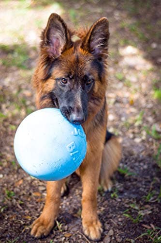 Jolly Pets Bounce-n-Play Dog Toy Ball, 8 Inches/Large, Blueberry, (Model: 2508 BB) - Image 2