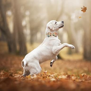 Bobo Rainbow Dog Collar Autumn Pet Collar Plaid Print Fall Soft Cute Pet Collar with Bow Tie Adjustable Metal Buckle Collar Gift Collar for Medium Dogs - Image 6