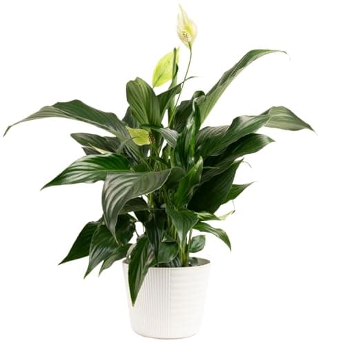 Costa Farms Spathiphyllum Peace Lily Live Indoor Plant in in Premium Scheurich Ceramic Planter, 15-Inch - Image 1