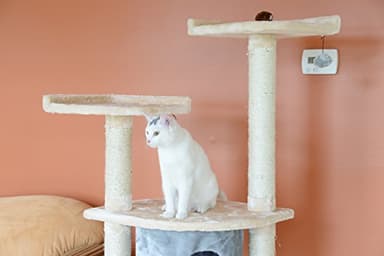 Armarkat Cat Tree Model A6401, Blanched Almond - Image 4