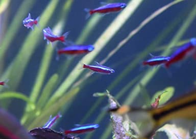 Seachem Stability Fish Tank Stabilizer - For Freshwater and Marine Aquariums 2L / 67.6 oz - Image 4