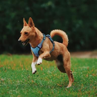 QQPETS No Pull Dog Harness with 2 Leash Clips,Adjustable Soft Padded Dog Vest, Reflective Outdoor Pet Oxford Vest with Easy Control Handle for Small to Large Dogs Walking Training - Image 8