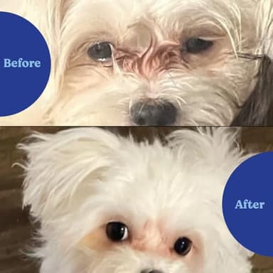 Angels’ Eyes Natural Tear Stain Prevention Soft Chews for Dogs | Chicken Flavor| For All Breeds | No Wheat No Corn | Daily Supplement | Proprietary Formula - Image 2