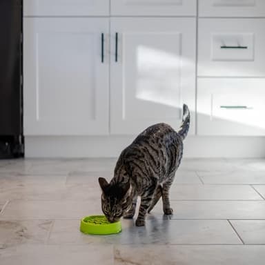 Catstages Kitty Slow Feeder Cat Bowl for Wet or Dry Cat Food, Helps Prevent Bloat & Improve Digestion, Non-Slip, BPA-Free, Small, Green - Image 7