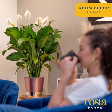 Costa Farms Premium Live Indoor Peace Lily Spathiphyllum, Marble Ceramic Decorator Pot 15-Inches Tall, Shipped Fresh from Our Farm - Image 4