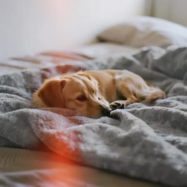 gogobunny Waterproof Blanket for Bed Couch Sofa, Liquid Pee and Fur Proof Pet Blanket for Dog Puppy Cat, Reversible Sherpa Fleece Throw Blanket Furniture Cover Protector (Grey, 50x60 inches) - Image 9