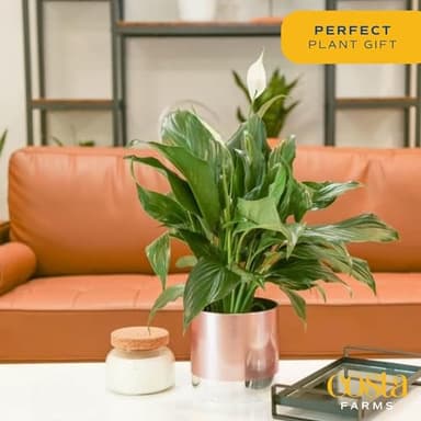 Costa Farms Premium Live Indoor Peace Lily Spathiphyllum, Marble Ceramic Decorator Pot 15-Inches Tall, Shipped Fresh from Our Farm - Image 3