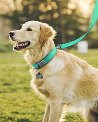 Joytale Dog Collar for Large Dogs, Neoprene Padded and Adjustable, Reflective Wide Heavy Duty Pet Collars with Durable Metal Belt Buckle for Walking, Teal, L - Image 3