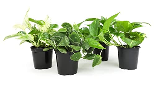 Live Pothos Plants (4PK) Indoor Plants Live Houseplants, Pothos Live Plant House Plants, Money Plant Indoor Pothos Plant Decor, Devils Ivy Trailing Plants Live by Plants for Pets,Black - Image 1