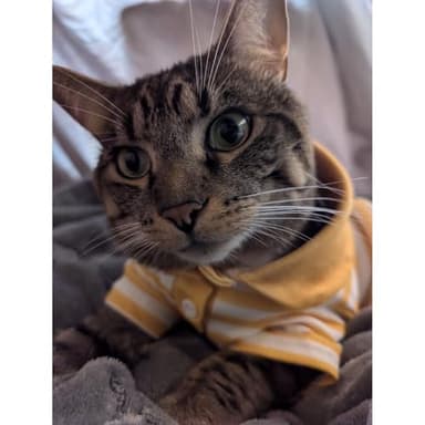 Cute Dog Clothes Striped Dog Polo Shirts Cute Sweater Puppy Clothes Gentle Sweater Pet Clothes for Small Medium Large Dogs Cats (Yellow Stripe, XXL Size for 30-40lb Pets) - Image 5