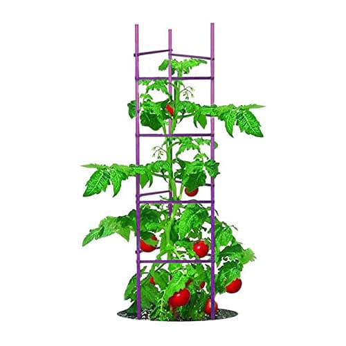 NO Splicing - 5ft Tall Tomato Cage 6-Pack Large Tomato Stakes Garden Plant Stakes Climbing Suports, 40 Clips and Plant Ties Include, Purple - Image 1