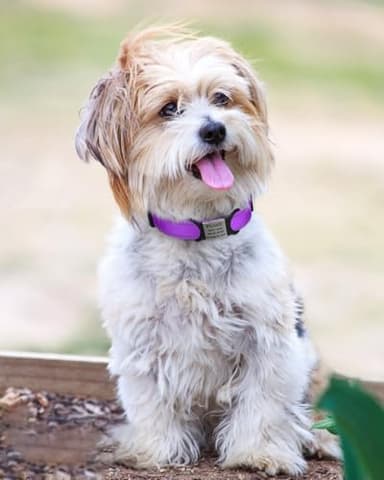 TagME Reflective Nylon Dog Collars, Adjustable Classic Pet Collar with Quick Release Buckle for Small Dogs, Purple, 5/8" Width - Image 2