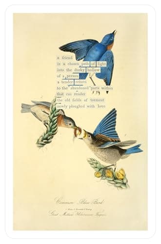 An Almanac of Birds: 100 Divinations for Uncertain Days - Image 16