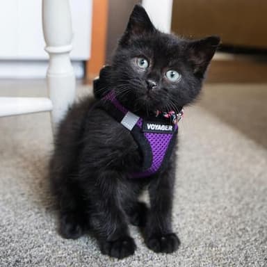 Best Pet Supplies Voyager Step-in Air Harness - All Weather Mesh, Reflective, No Pull Harness for Dogs, Cats - Secure with Hook & Loop Fastener, Buckle, Double D-Rings - Purple/Black Trim, XXXS - Image 8