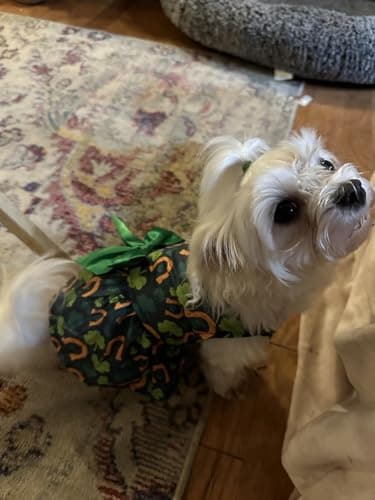 St. Patrick's Day Dog Costume Dress S, Green Shamrock and Horseshoe Print with Satin Bow, Pet Outfit for 6-7 lbs Dogs and Cats, Festive Holiday Apparel - Image 7