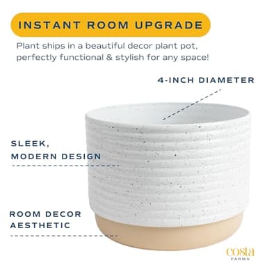 Costa Farms Live Plants (Pack of 2), Easy to Grow Live Indoor Houseplants in 3.8-Inch Plant Pots, Hand-Selected Varieties, Home and Room Decor, 8-10 Inches Tall - Image 7