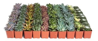 Shop Succulents Assorted Succulent Plant Pack Collection - Live Mini Succulent Plants, Low Maintenance, Mixture of Colors & Textures - Wedding and Party Favors, Gift & Garden, Pack of 32 - Image 2