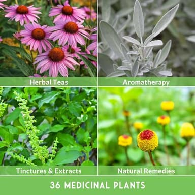 Ultimate Medicinal Herb Seeds Variety Pack – 36 Heirloom Varieties, 28,000+ Lavender, Calendula, Echinacea, Peppermint, Yarrow – Non-GMO Garden Kit by Survival Garden Seeds - Image 5