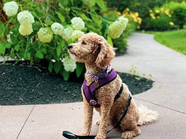 Gooby Comfort X Head in Harness - Purple, Small - No Pull Dog Harness with Patented Choke-Free X Frame for Small to Medium Dogs Indoor/Outdoor Use - Image 3