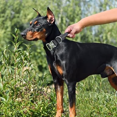 Comfluxe Tactical Dog Collar, Wide Thick Heavy Duty Dog Collar with Handle, Soft Neoprene Padded Military-Grade Nylon Training Collar with Quick Release Metal Buckle for Large Dogs(Black, M) - Image 2
