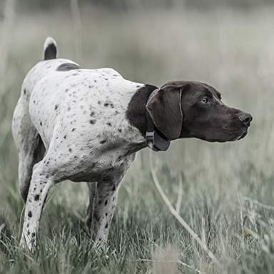 SportDOG SportHunter 825X - Remote Training Collar - Half-Mile Range Trainer - Waterproof Dog E-Collar - Quick-Charge Battery - Static, Vibration, & Tone Modes - Image 7