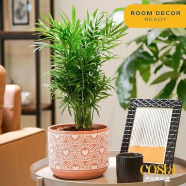 Costa Farms Parlor Palm, Neanthebella, Easy to Grow Houseplant Potted in Décor Plant Pot, Everyday Gift for Mom, For Wife, From Daughter, Son, Room or Home Decor, 1 Foot Tall - Image 2