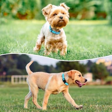 PenSeepet Reflective Dog Collar Padded with Soft Neoprene Breathable Quick Release Basic Dog Collars for Puppy Small Dogs Sky Blue - Image 2