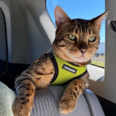 Best Pet Supplies Voyager Step-in Air Harness - All Weather Mesh, Reflective, No Pull Harness for Dogs, Cats - Secure with Hook & Loop Fastener, Buckle, Double D-Rings - Lime Green/Black Trim, M - Image 8