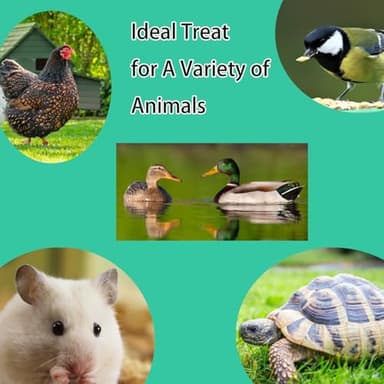 KAYHEN Dried Mealworms for Chickens 5LB Pure Natural Non-GMO High Protein Feed Meal Worms for Laying Hens Wild Birds - Image 6