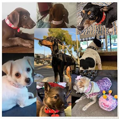 Rhinestone Flower Dog Collar - Sparkling Leather Pet Collar - for Small and Medium Dogs (Yellow XS) - Image 3