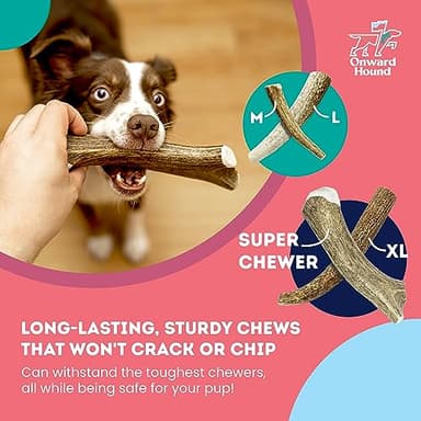 Onward Hound Elk Antlers for Dogs, 7"+ Large 1-Pack, Grade A Long Lasting Chew for Aggressive Chewers, Premium USA Naturally Shed Antler - Healthy, No Odor, Durable Dog Chew for 30-65lb Breeds - Image 6