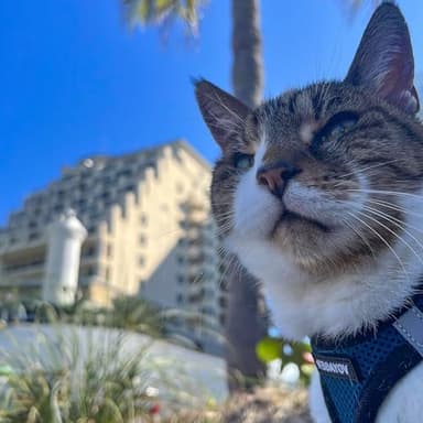 Best Pet Supplies - All Weather Mesh / Plush, Reflective, No Pull Harness for Small, Medium Dogs, Cats - Secure with Hook & Loop Fastener, Buckle, Double D-Rings - Blue/Black Trim, L - Image 8