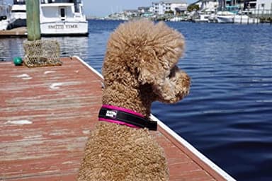 Black Rhino Dog Collars for Medium Dogs - Adjustable Reflective Heavy Duty Dog Collar with Ultra-Soft Neoprene Padding - Weatherproof, Durable, and Comfortable - Ideal for Active Dogs - Pink and Black - Image 6