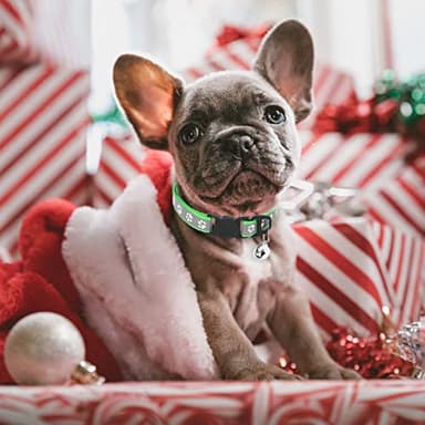 Reflective Cat Collars-Breakaway Cat Collars with Bell - Adjustable Collars for Girl Boy Indoor Small Pet - 6 Pack - Image 7