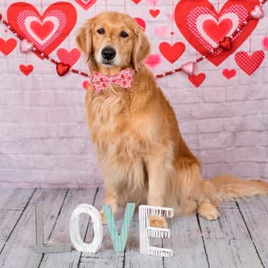 PTDECOR Valentine Dog Collar with Bowtie Adjustable Pink Love Heart Pet Collars Valentine Collars for Medium Dogs Pets (Medium) - Image 4