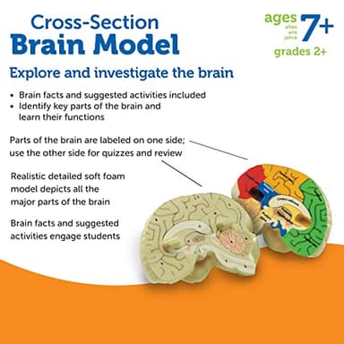 Learning Resources Cross-section Brain Model - 2 Pieces, Ages 7+ Brain Anatomy Model, Brain Functions Model, Human Anatomy for Kids, Foam Brain Model,Back to School Supplies - Image 6