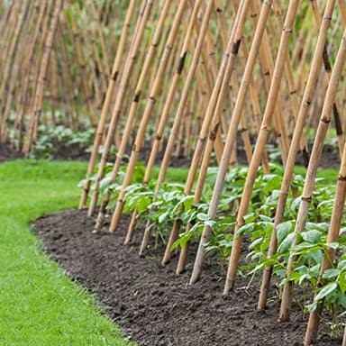Cambaverd Bamboo Stakes 4 Feet Thicker Garden Stakes with Garden Twine, Diameter of 0.55in Natural Plant Stakes Bamboo Poles for Climbing Plants Support Tomato Cage - 20 Pack Bamboo Sticks for Plants - Image 5