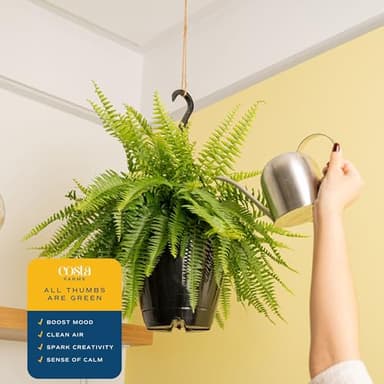 Costa Farms Ferns (2 Pack), Live Premium Boston Fern Plants in Hanging Basket Planters, Houseplants Potted in Soil Potting Mix, Outdoor Garden Gift, Beautiful Home Patio Décor, 16-Inches Tall - Image 5