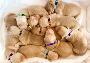 Puppy Collars for Litter,Puppy Collars for Small Puppies Soft Nylon Safety Whelping Litter Collar for Newborn Pets with Record Keeping Charts 12pcs(S) - Image 8