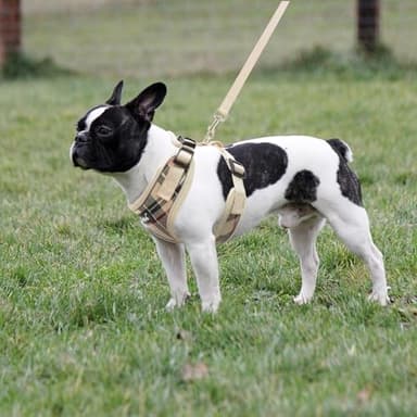 PUPTECK Soft Mesh Dog Harness and Leash Set Pet Puppy Cat Adjustable Reflective Padded Vest No Pull Harnesses, Beige, L - Image 6