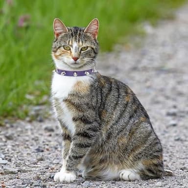 BINGPET Adjustable Leather Spiked Studded Pet Collars,Genuine Leather Dog Collar with Bells,Spiked Cat Puppy Collar,Spikes Soft and Strong Real Leather Made, Adjustable for Small Dogs Puppy Cats - Image 9