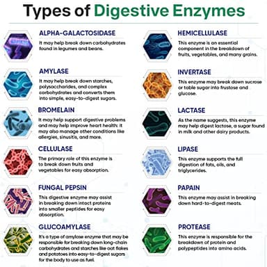 Wholesome Wellness Digestive Enzymes 1000MG Plus Prebiotics & Probiotics Supplement, 180 Capsules, Organic Plant-Based Vegan Formula for Digestion & Lactose with Amylase & Bromelain,3-6 Months Supply - Image 5