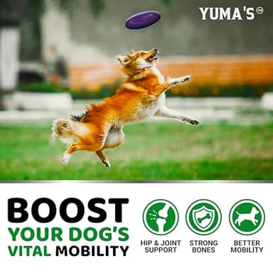 YUMA'S Glucosamine for Dogs - Hip and Joint Supplement for Dogs - 170 Ct - Glucosamine Chondroitin Chews - Joint Pain Relief Supplement with MSM - Advanced Health - Mobility Support - Made in USA - Image 4