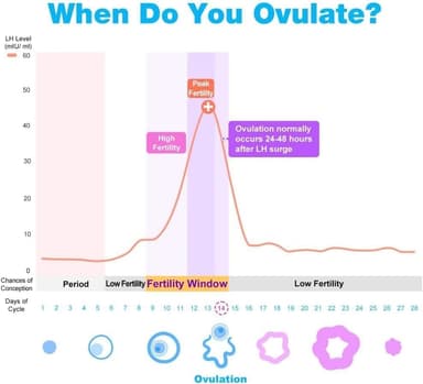 Easy@Home Ovulation Test Predictor Kit : Accurate Fertility Test for Women (Width of 5mm), Fertility Monitor Test Strips, 50 LH Strips with 50 Urine Cups - Image 5