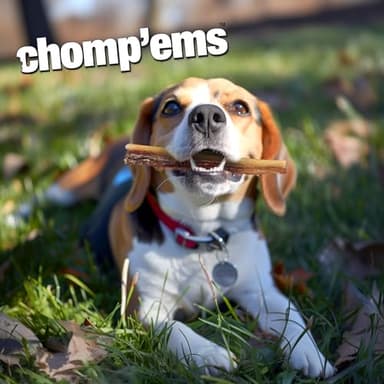 Chomp'ems Purehide Sticks Healthy Natural Rawhide Dog Chew, 12 oz - Image 7