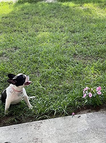 Dog Collar Crystal Bling Rhinestone pu Leather Puppy Cat Collars Necklace Neck Strap (Pink, S) - Image 5