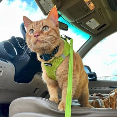 Best Pet Supplies Voyager Step-in Air Harness - All Weather Mesh, Reflective, No Pull Harness for Dogs, Cats - Secure with Hook & Loop Fastener, Buckle, Double D-Rings - Lime Green, XXXS - Image 8