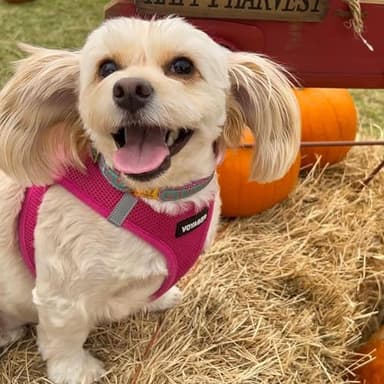 Best Pet Supplies Voyager Step-in Air Harness - All Weather Mesh, Reflective, No Pull Harness for Dogs, Cats - Secure with Hook & Loop Fastener, Buckle, Double D-Rings - Fuchsia, M - Image 7