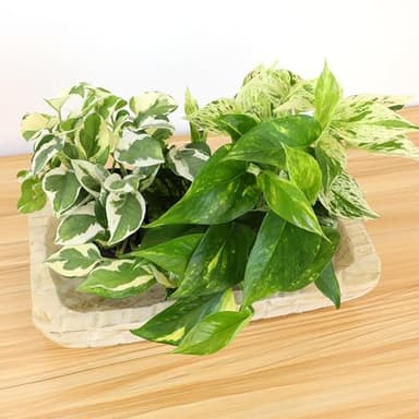 Live Pothos Plants (4PK) Indoor Plants Live Houseplants, Pothos Live Plant House Plants, Money Plant Indoor Pothos Plant Decor, Devils Ivy Trailing Plants Live by Plants for Pets,Black - Image 10